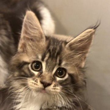 メインクーン【東京都・男の子・2024年3月16日・ブラウンタビーアンドホワイト】の写真「とても愛らしい子猫です。」