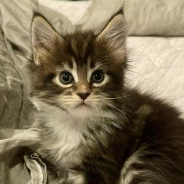 メインクーン【東京都・女の子・2022年7月3日・ブラウンタビーアンドホワイト】の写真「目力のある大きな目が魅力です。」