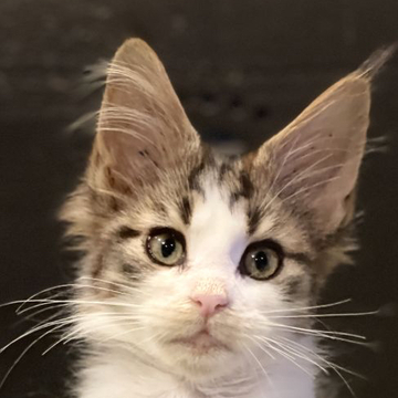 メインクーン【東京都・男の子・2022年8月20日・ブラウンタビーアンドホワイト】の写真「華やかな顔立ちの男の子」