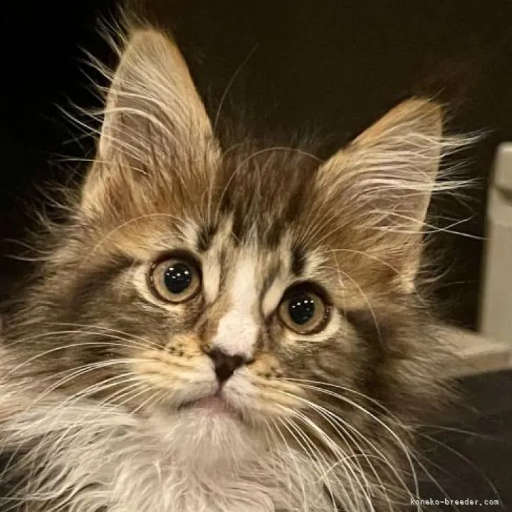 ID:2212-01019の子猫