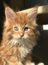 メインクーン【東京都・男の子・2018年10月1日・レッドタビーアンドホワイト】の写真3