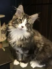 メインクーン【東京都・女の子・2019年11月20日・ブラウンタビーアンドホワイト】の写真4