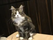 メインクーン【東京都・女の子・2019年11月20日・ブラウンタビーアンドホワイト】の写真5