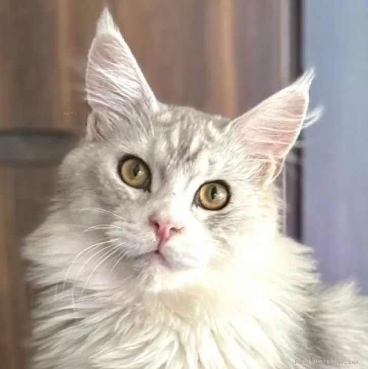 ID：2509-03153の子猫