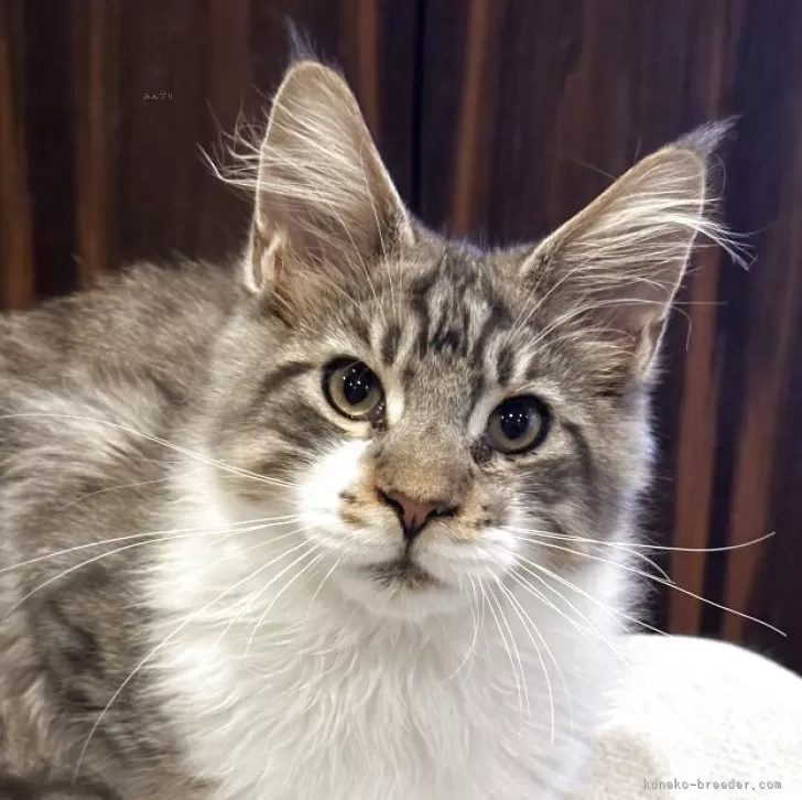 ID：2505-01419の子猫