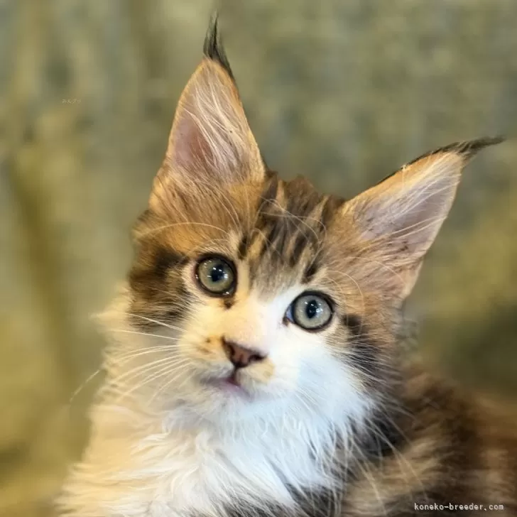 ID：2509-03155の子猫