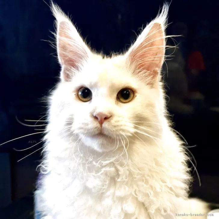 ID：2505-02377の子猫