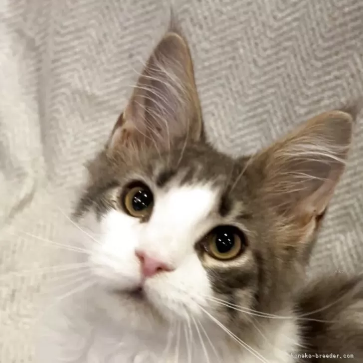 ID：2505-01422の子猫