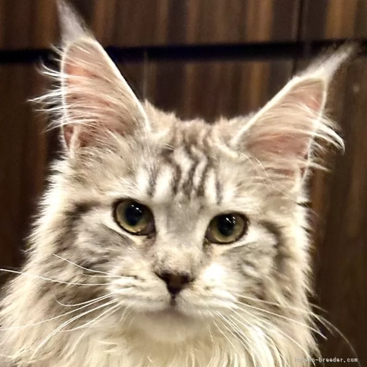 ID:2501-00137の子猫