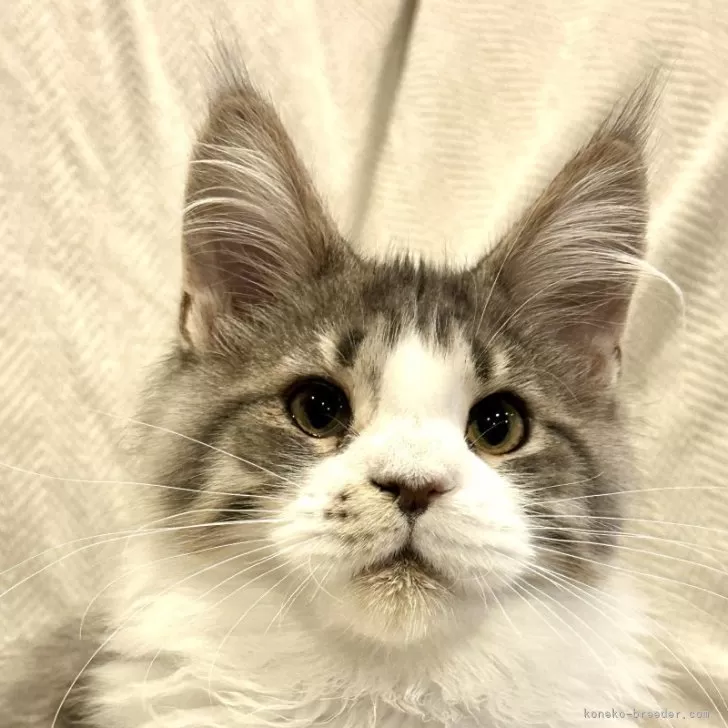 ID:2506-00002の子猫