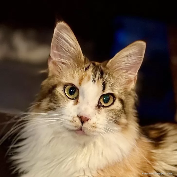 ID：2509-03064の子猫