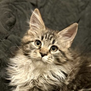 メインクーン【東京都・男の子・2025年8月3日・ブラウンタビーアンドホワイト】の写真「華やかな顔立ちの男の子です。」