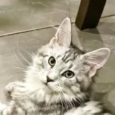メインクーン