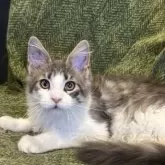 メインクーン【東京都・女の子・2024年12月25日・ブルーシルバーマッカレルタビーアンドホワイト】の写真7