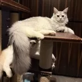 メインクーン【東京都・男の子・2025年3月20日・ペールシルバータビーアンドホワイト】の写真7