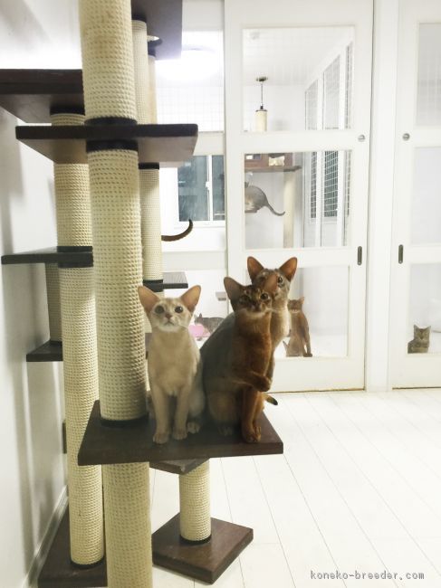 猫たちは少しの部屋わけの中で仲良く過ごしています。｜稲富　理香(いなとみ　りか)ブリーダー(神奈川県・アビシニアンなど・CFA登録)の紹介写真3