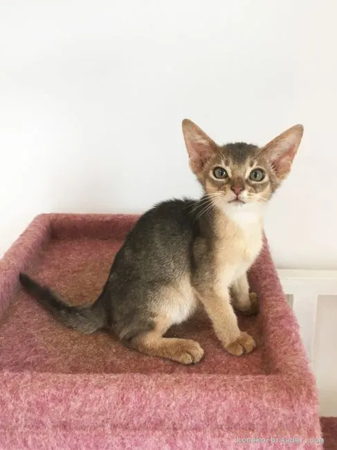 ID:1809-00354の子猫