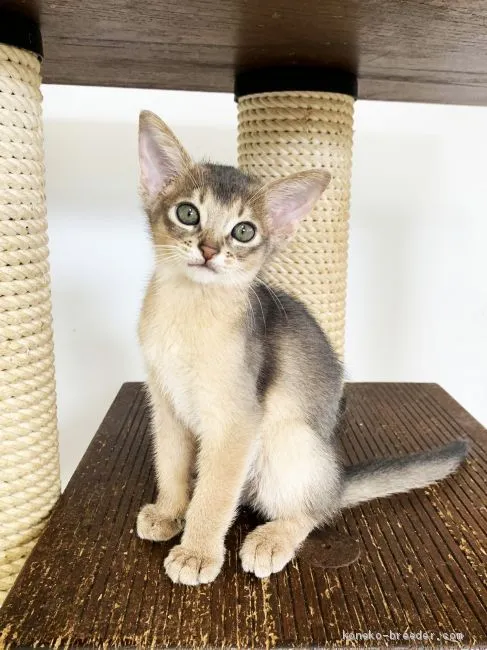 ID:2103-00553の子猫