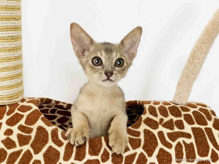ID：2007-00758の子猫