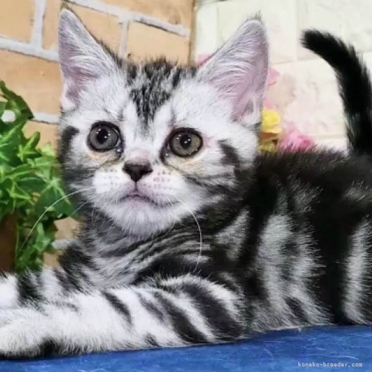 ID:2407-00333の子猫