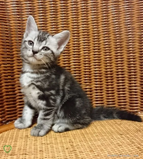 ID：1806-00438の子猫