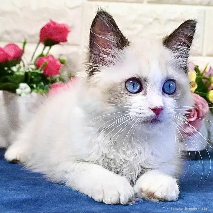 ID：2410-03414の子猫