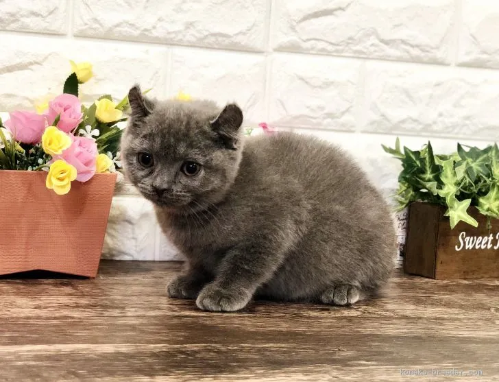 ID:2102-00250の子猫