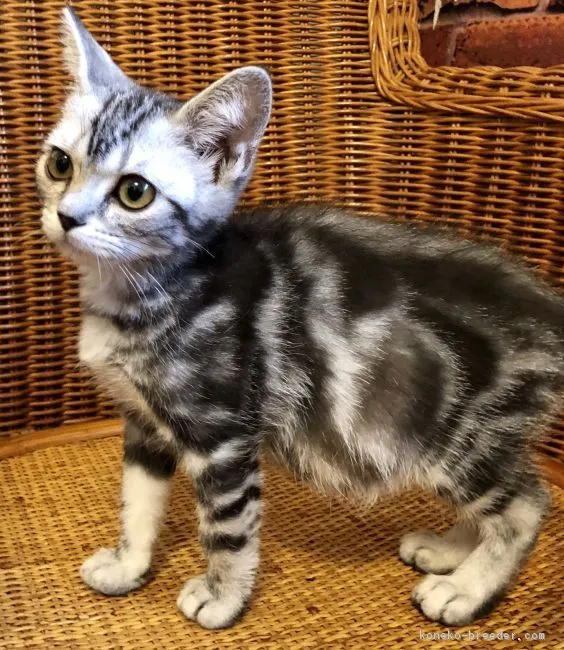 ID：1903-00059の子猫