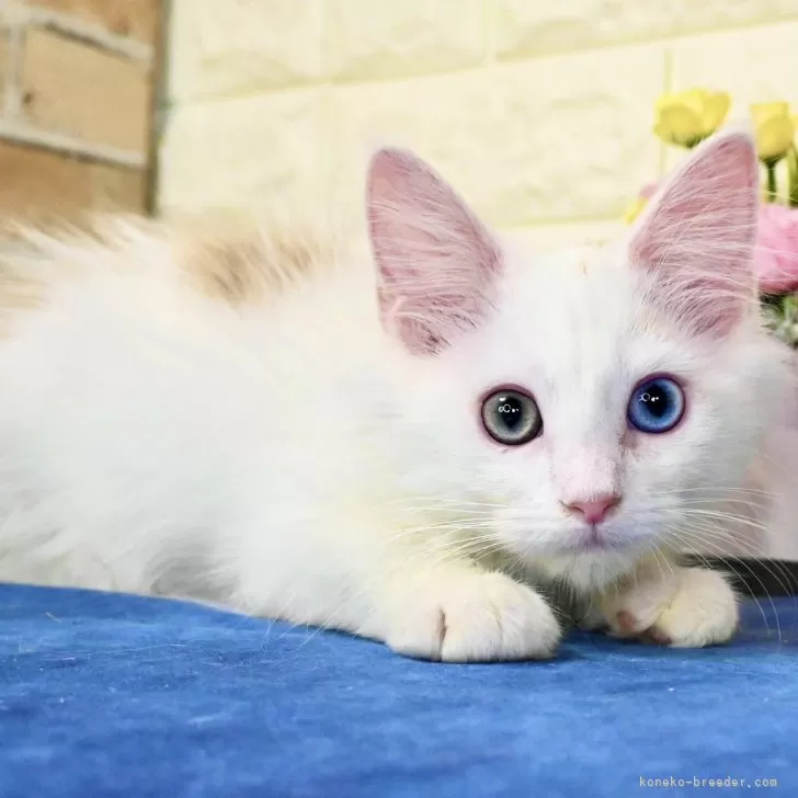 ID：2402-00139の子猫