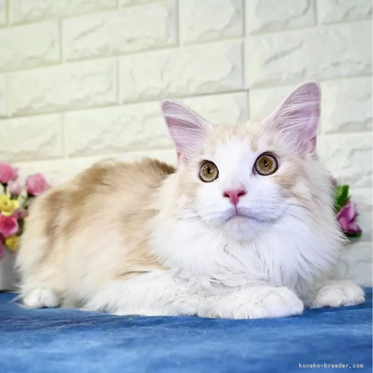ID:2402-00138の子猫