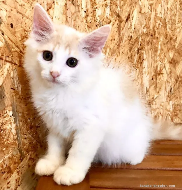 ID：2007-00951の子猫