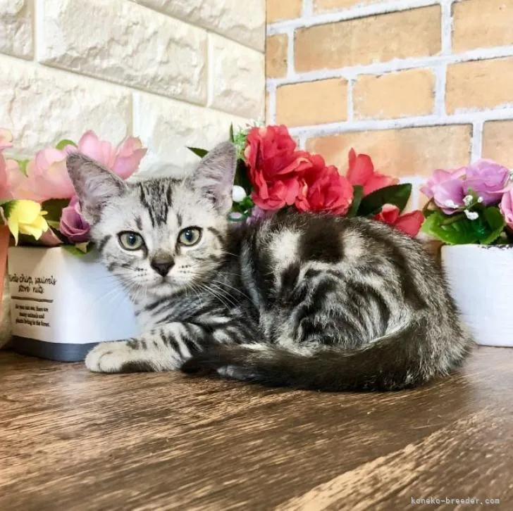 ID:2207-00752の子猫