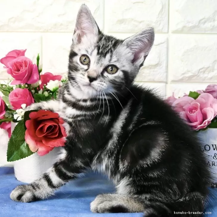 ID：2405-00591の子猫