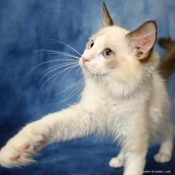 ID：2307-01534の子猫