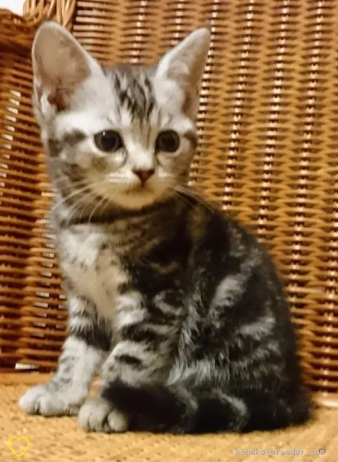 ID：1805-00643の子猫