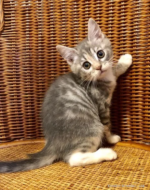 ID:1903-01280の子猫