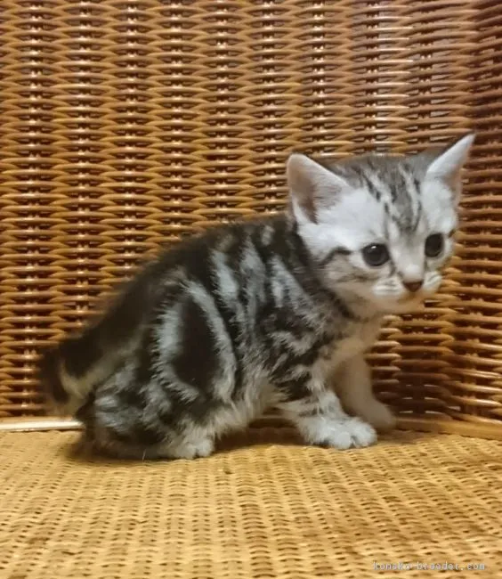 ID：1804-01461の子猫