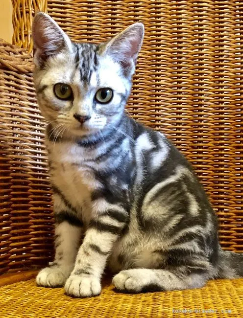 ID：1908-00564の子猫