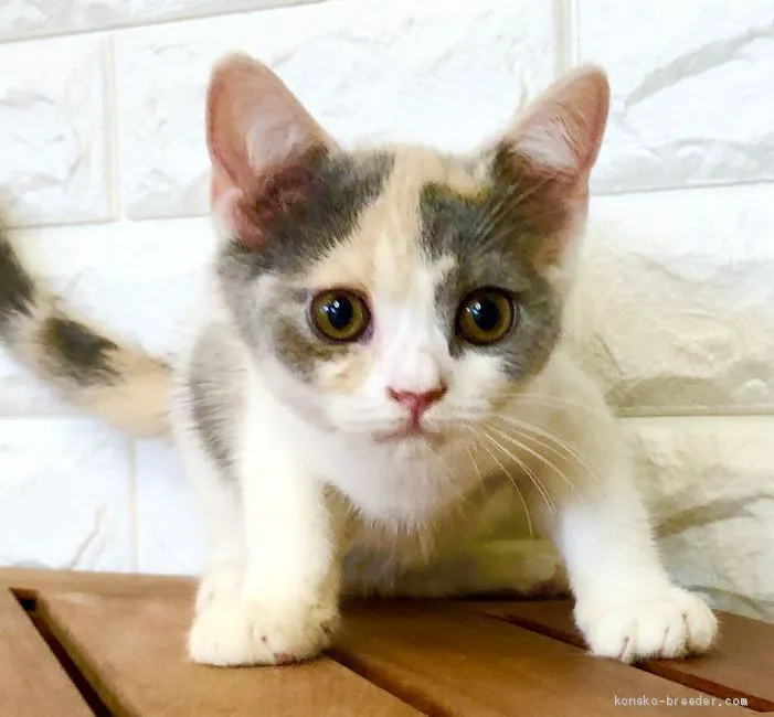 ID：2007-01889の子猫