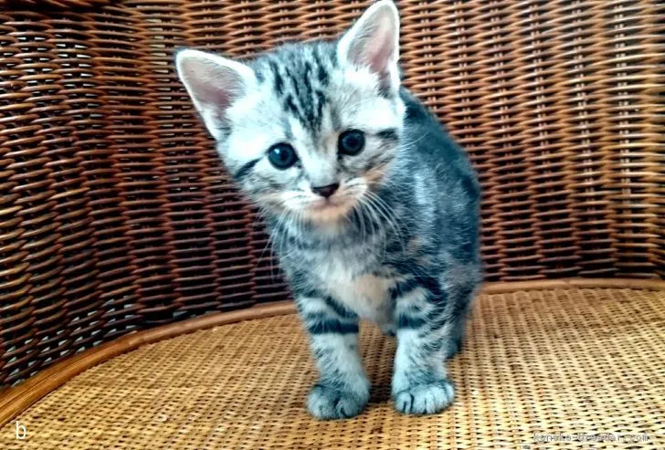 ID：1803-01026の子猫