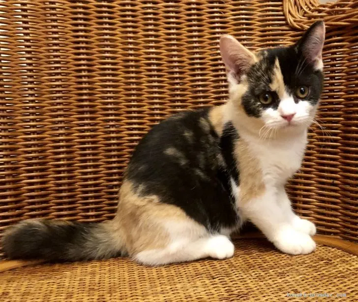ID：1910-00215の子猫