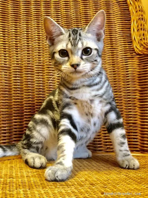 ID：1907-00702の子猫