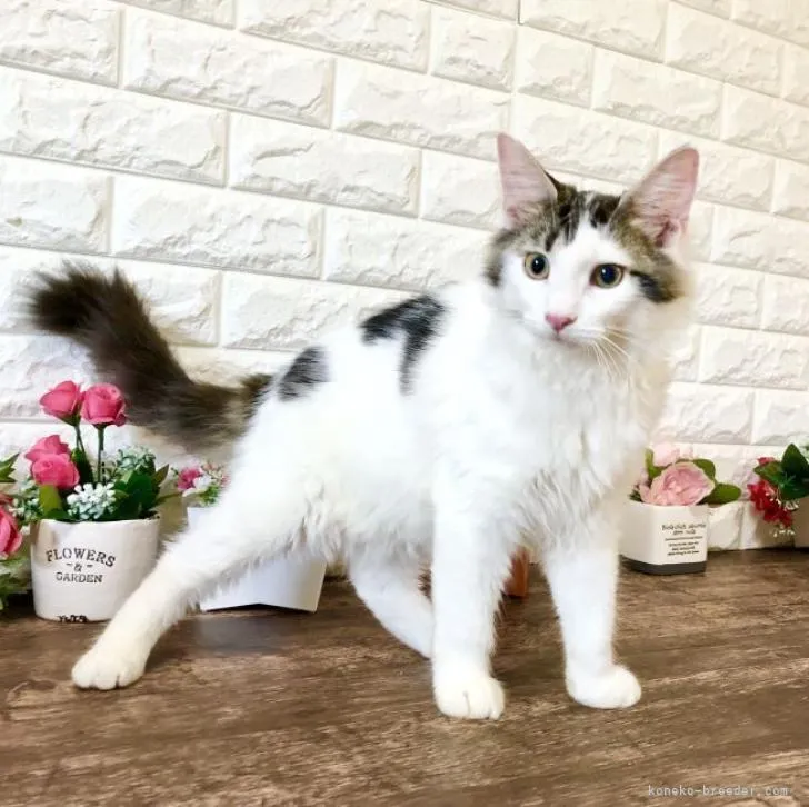 ID:2208-00913の子猫