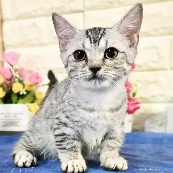 ID:2408-00250の子猫