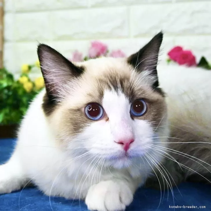 ID:2405-00471の子猫