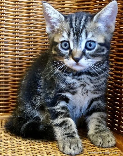 ID：1909-00403の子猫