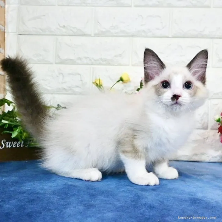 ID:2310-02238の子猫
