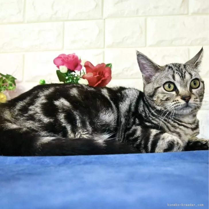 ID:2402-00136の子猫