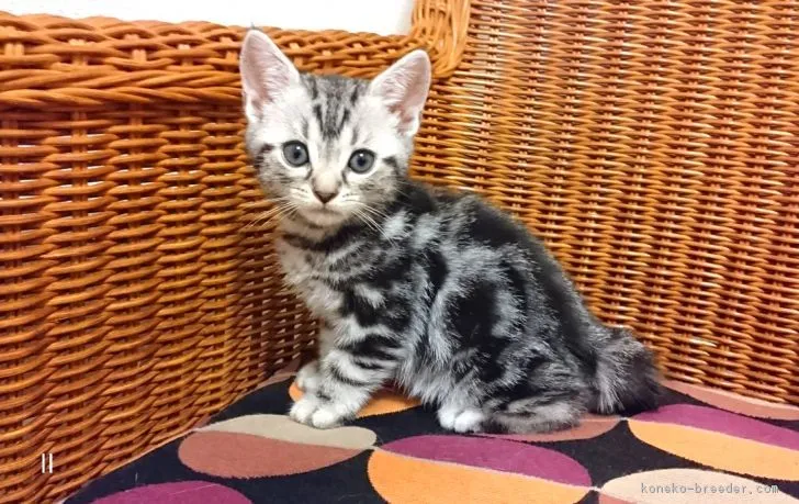 ID:1710-00598の子猫