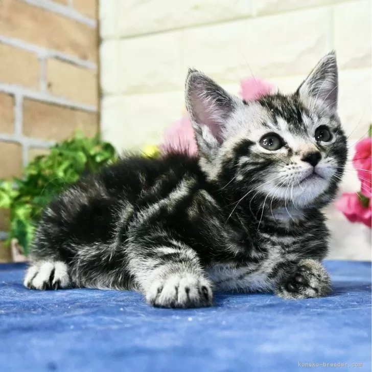 ID：2405-00586の子猫
